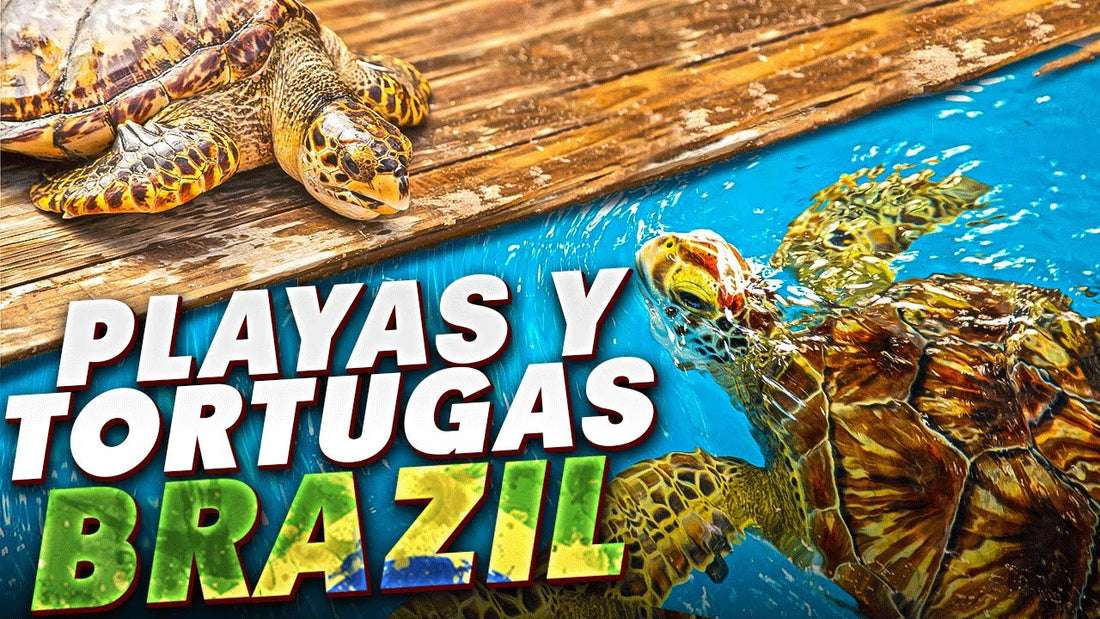 video thumbnail for 'Las mejores playas del mundo para ver tortugas marinas! Brasil.'
